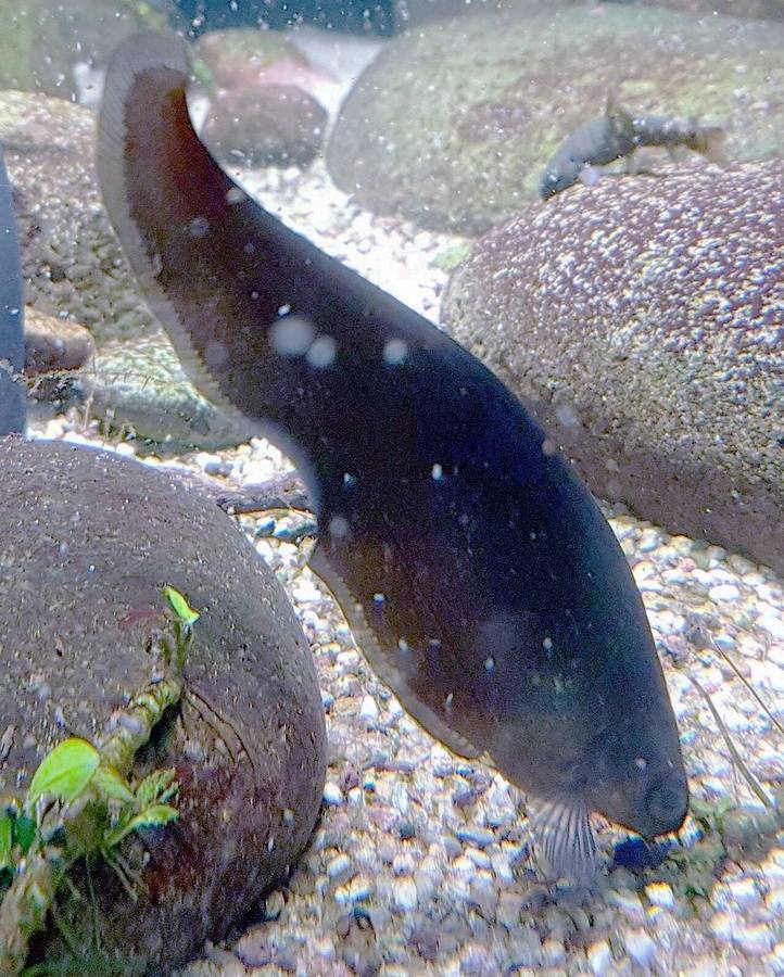 An African knifefish over gravel, the dark tapering body with a single long undulating fin running the length of its underside.