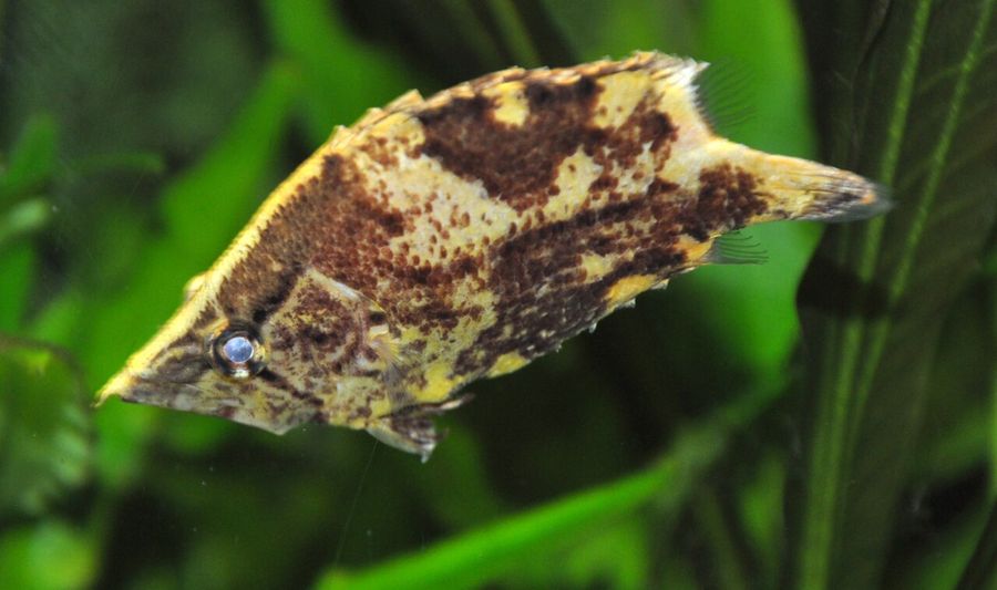 An Amazon leaf fish hanging head-down among plants, its mottled brown body and pointed snout closely resembling a drifting dead leaf.