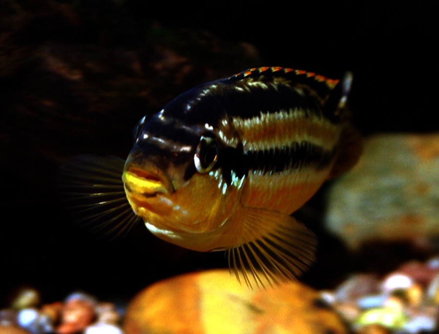 A female auratus cichlid facing the camera over pale gravel, the upper body dark with a bright pale stripe along it and the lower body and throat yellow.