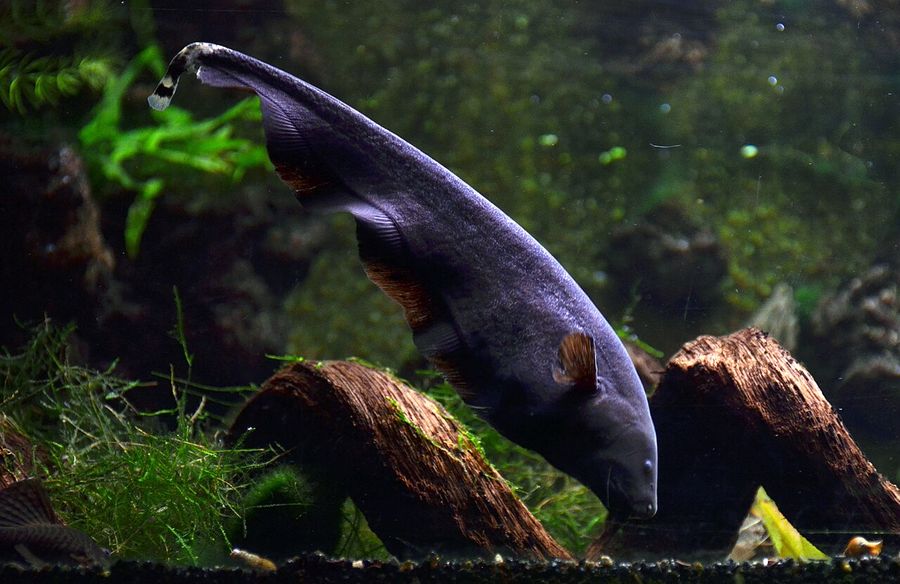 A black ghost knifefish angled head-down beside submerged wood, the velvet-black body with a white band at the tail and the single long fin along the underside.