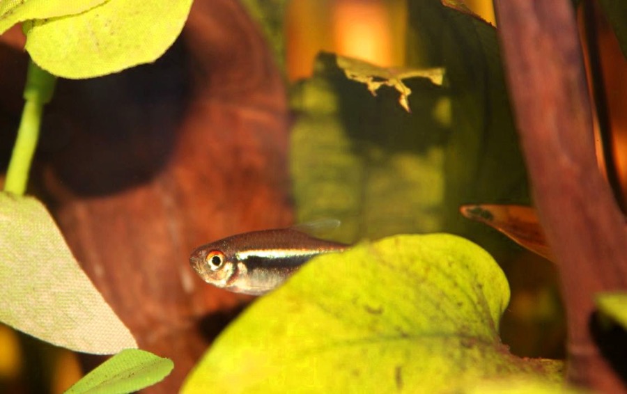 A black neon tetra among leaves, showing the bright white-green iridescent stripe running above a broad matt-black band along the lower flank, with no red anywhere on the fish.