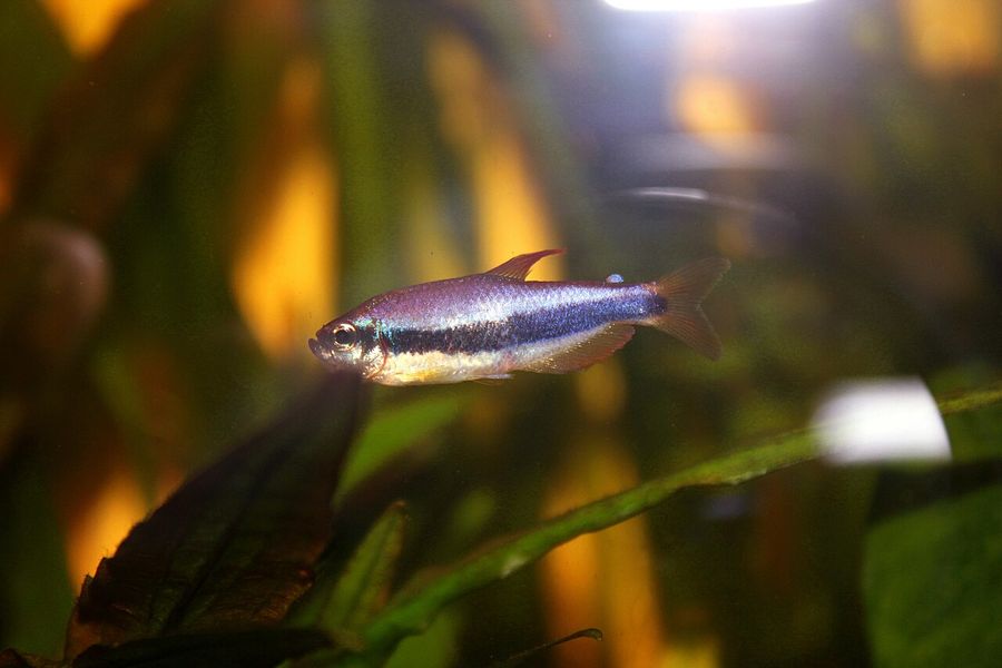 A blue emperor tetra in profile among plants, the violet-blue sheen along the flank and the dark lateral stripe running into the tail.