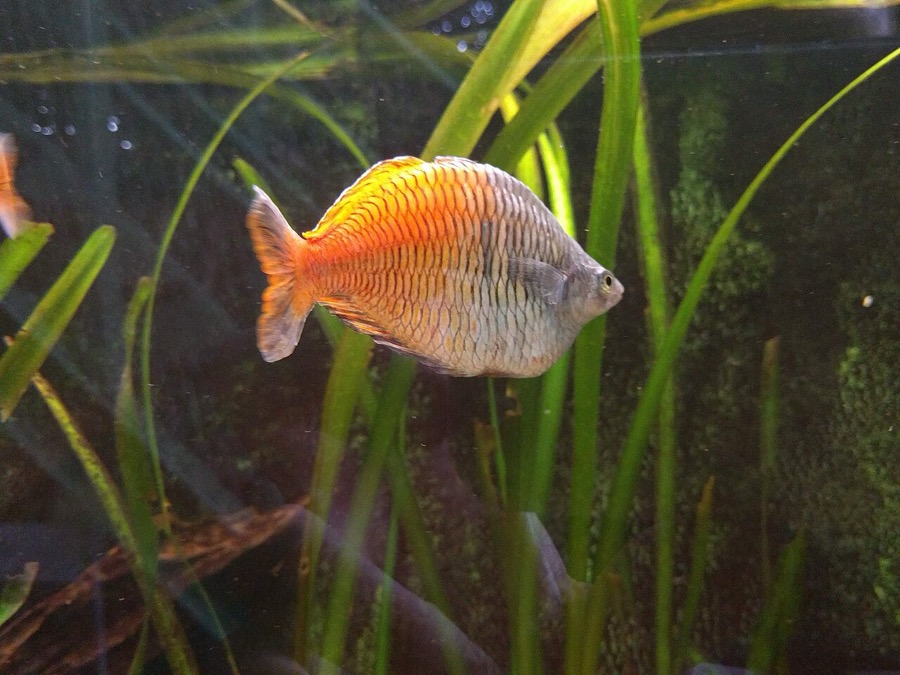 An adult male Boesemani rainbowfish in profile among fine green planting, the front half of the body blue-grey and the rear half orange-red, meeting at a line near the middle.