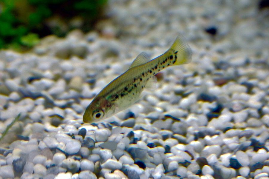 A butterfly splitfin over pale gravel, olive-bodied with a dark lateral band and the truncated tail typical of the goodeids.