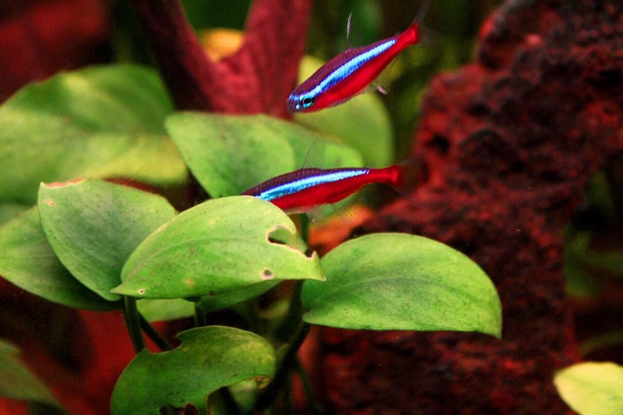 Two cardinal tetras among broad green leaves, each with a band of red running the entire length of the body from behind the eye to the tail, directly below an iridescent blue stripe.
