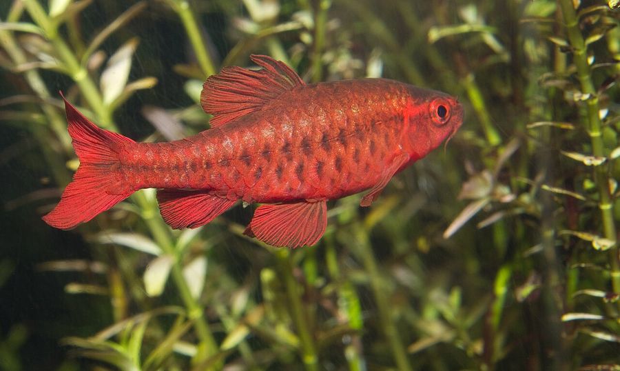 A male cherry barb in full breeding colour, deep red across the whole body with a darker lateral line, hanging among fine-leaved plants.