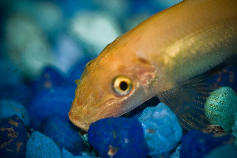 A Chinese algae eater resting on blue gravel, showing the sucker mouth and the heavy golden-brown body of a maturing fish rather than the slim juvenile usually sold.