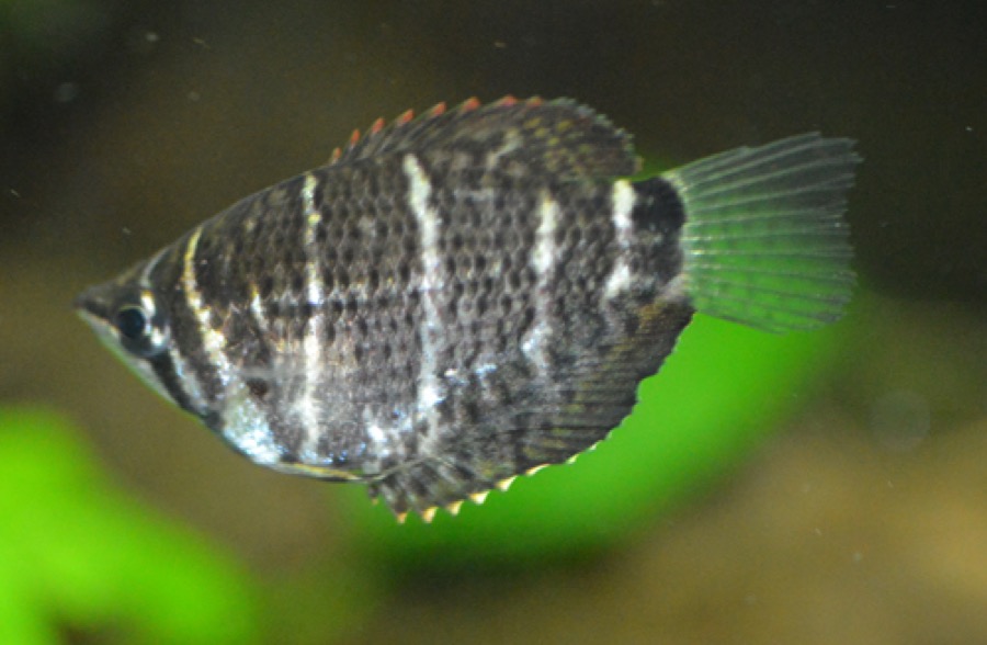 A chocolate gourami in profile, its deep triangular dark brown body crossed by three pale vertical bars and its snout drawn out to a point.