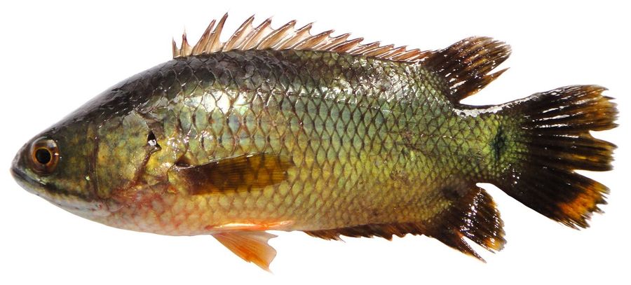 A climbing perch in lateral view against a white background, showing the heavy scaling, the spiny dorsal and anal fins and the serrated rear edge of the gill cover it uses to move overland.