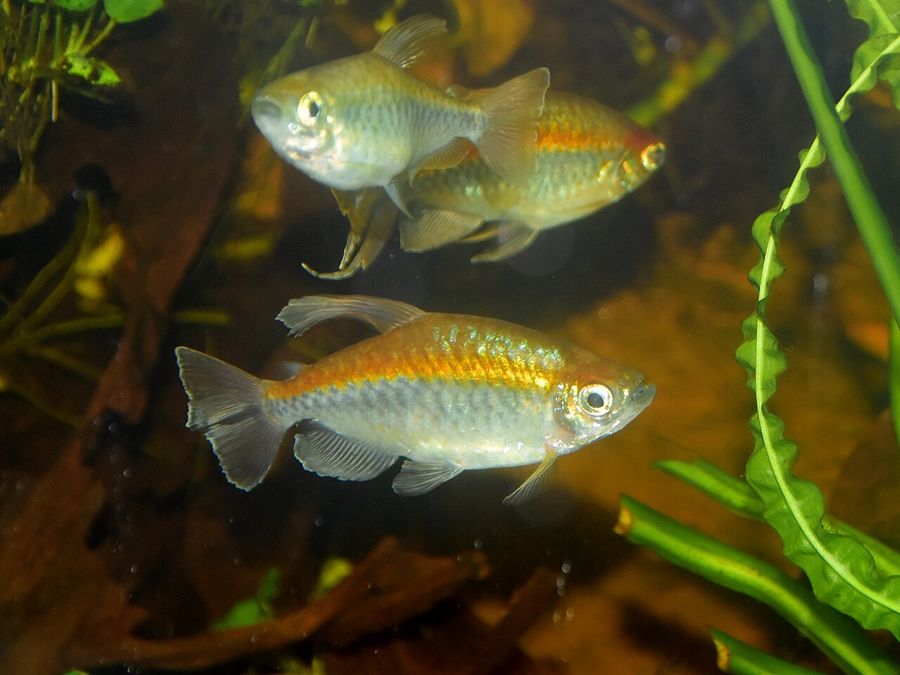 Two Congo tetras among fine-leaved plants in tannin-stained water, the larger showing the long trailing central rays of the tail that only mature males develop.