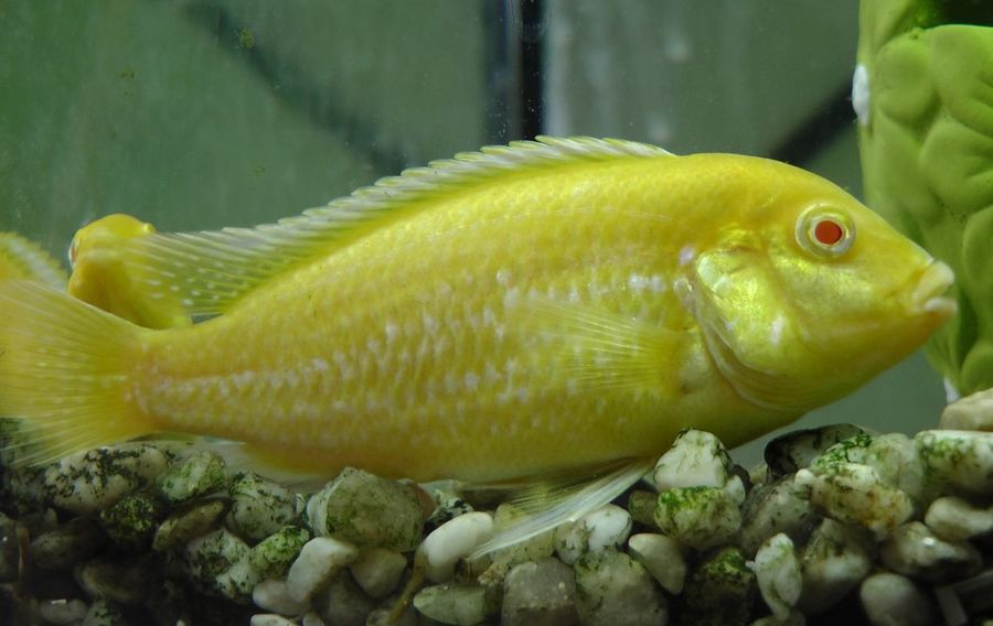 An electric yellow cichlid over pale gravel, uniformly bright yellow with the black leading edge to the dorsal and anal fins that distinguishes it.
