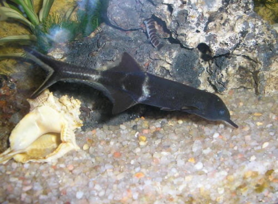 An elephantnose fish over pale sand, its dark body carrying two pale chevron marks between the dorsal and anal fins and its chin drawn out into a downward-pointing trunk.