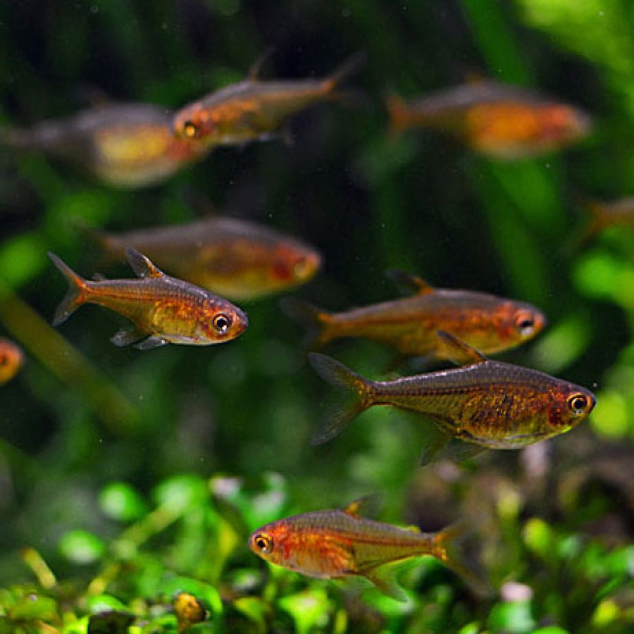 A loose group of small translucent orange tetras against dense green planting, each fish unmarked by any bar, spot or stripe.