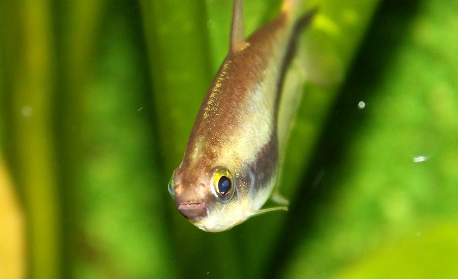 An emperor tetra in profile against green plant leaves, the dark lateral stripe running from gill to tail tip and the pale yellow upper eye clearly visible.