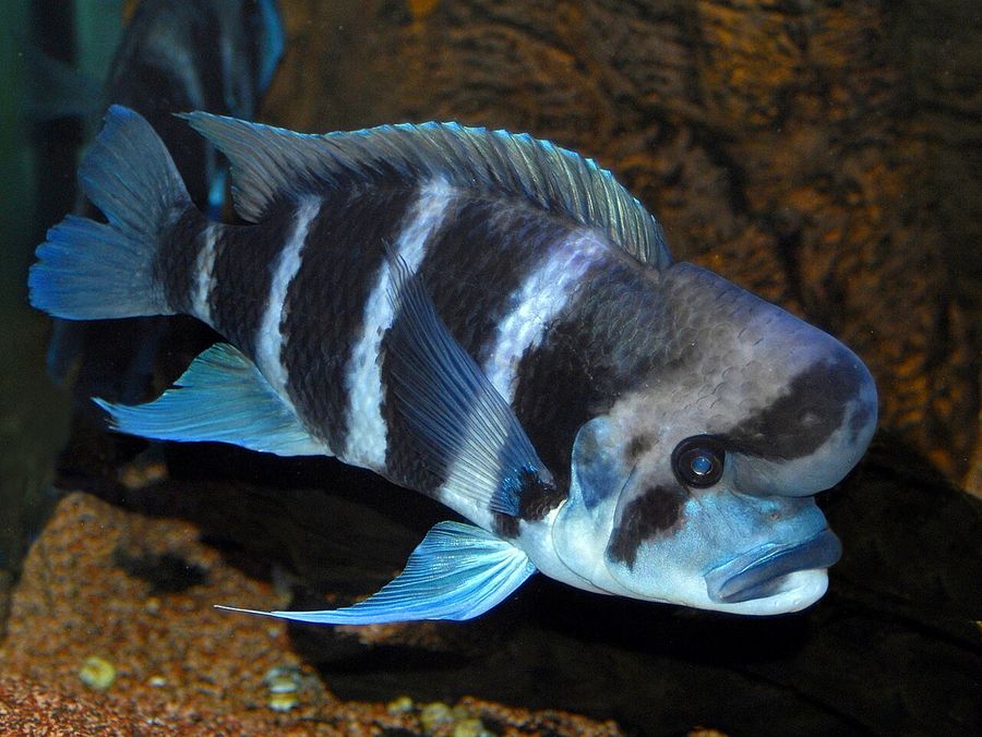 A frontosa in profile, showing the broad dark vertical bars on a pale blue-white body and the pronounced fatty hump on the forehead of a mature male.