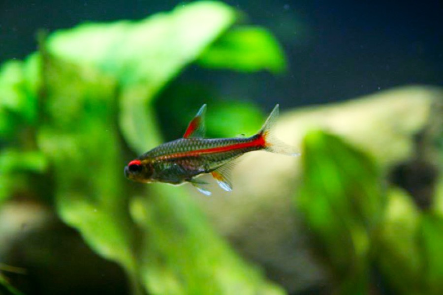 A glowlight tetra in profile, a single narrow orange-red line running from the eye to the base of the tail across an otherwise translucent silver body, with a plain unmarked head.