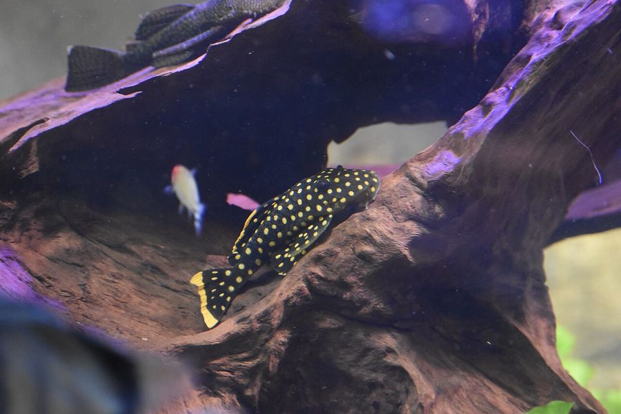A gold nugget pleco clinging to wood, the near-black body covered in even yellow spotting with a yellow band along the edge of the dorsal and tail fins.