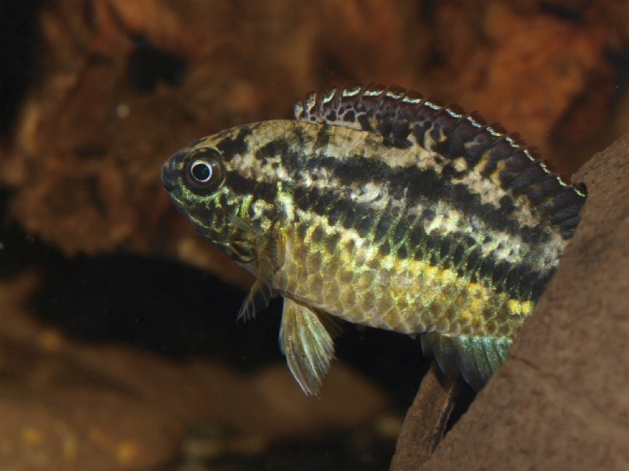A golden dwarf cichlid against dark wood, its lower flank showing a fine chequered pattern of gold dark-edged scales beneath a broad dark band along the upper body.
