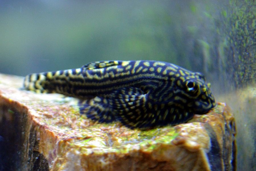 A hillstream loach clinging flat to an algae-covered rock, its broad flattened body and pale reticulated pattern seen from directly above.