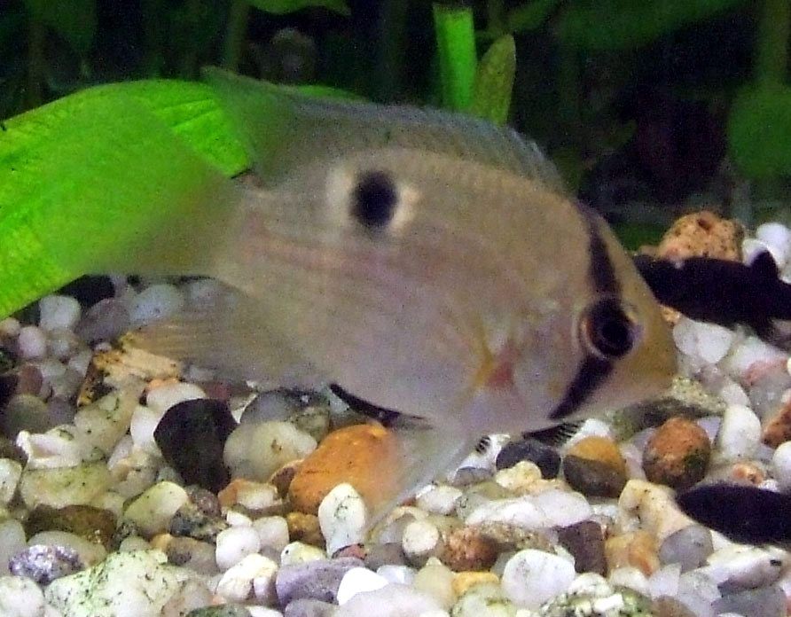 A keyhole cichlid over mixed gravel, pale sandy-bodied with the dark vertical bar running down through the eye that gives the species its name.