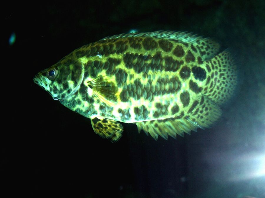A leopard bushfish against a dark background, the mottled green and black leopard patterning covering body and fins alike.