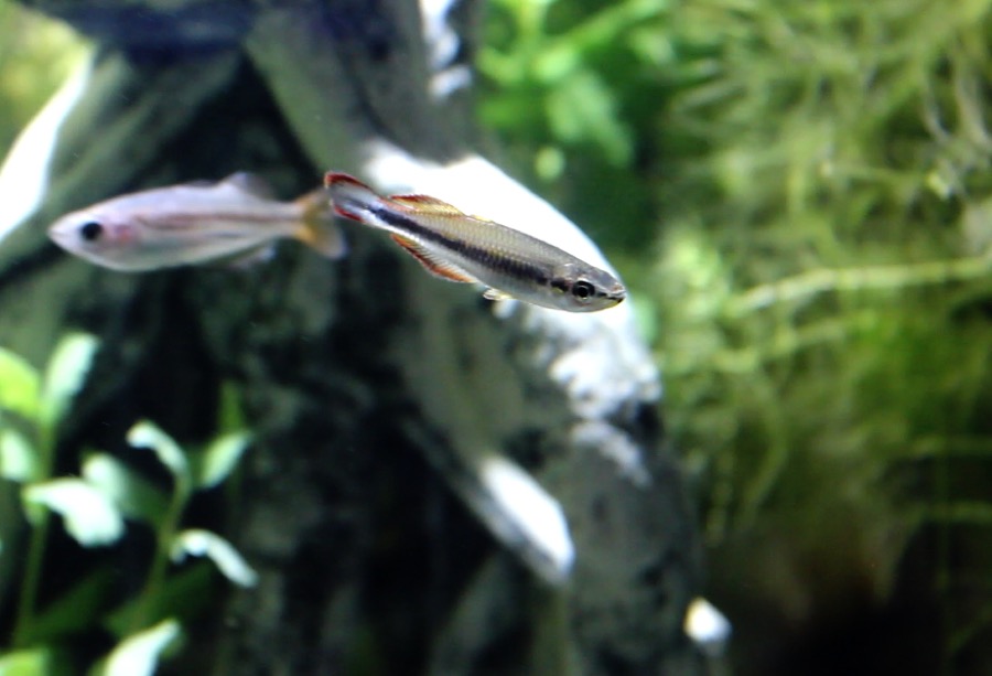 Two slender Madagascar rainbowfish in open water in front of submerged wood, each with a dark line along the flank and yellow-and-black edging on the unpaired fins.