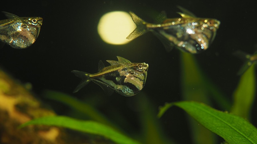 Three marbled hatchetfish holding position near the surface in dim water, their deep keeled bellies marked with dark irregular banding and their pectoral fins held out like wings.