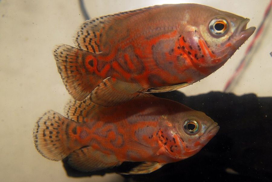 Two oscars facing the camera, the marbled red and black adult patterning across a heavy deep body typical of the species.