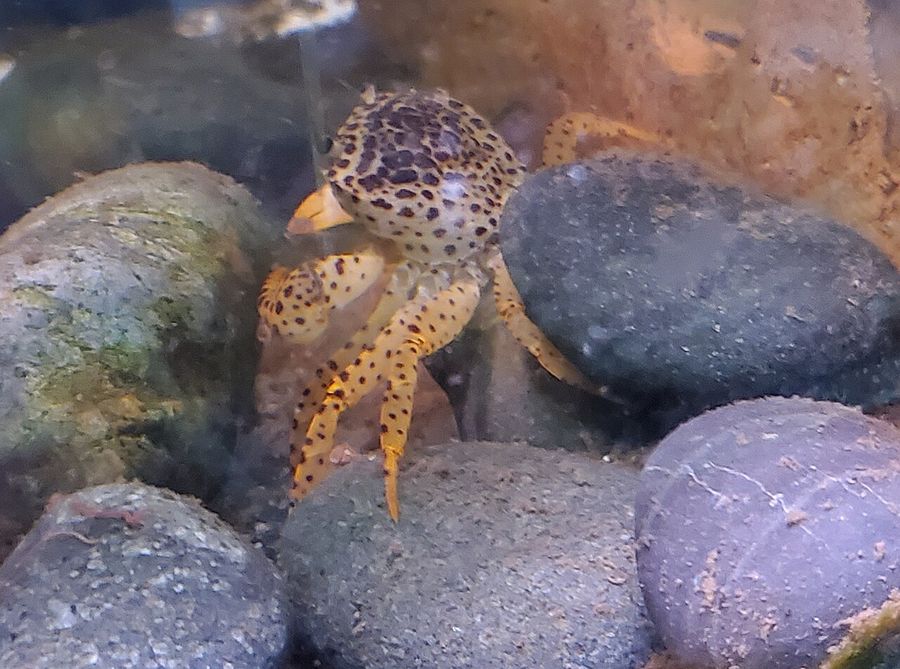 A panther crab on rounded river stones underwater, the pale carapace and legs covered in dark spotting.