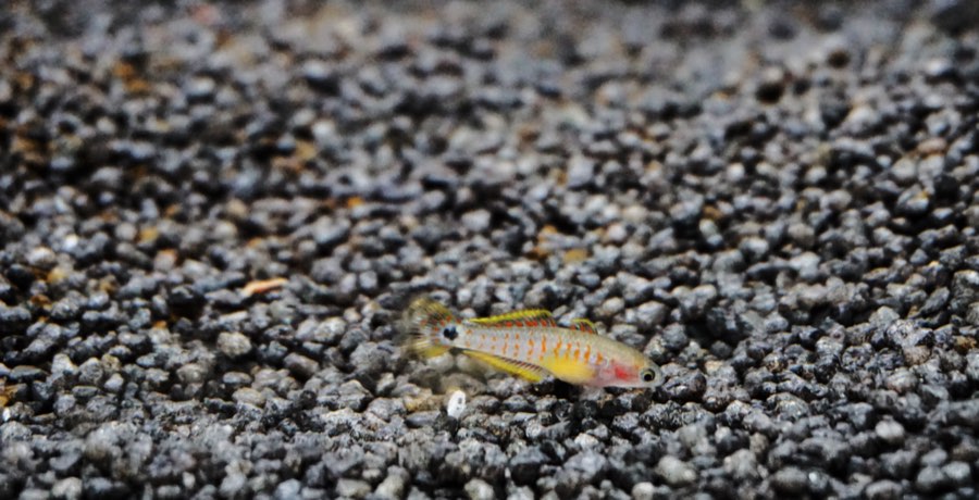 A peacock gudgeon resting on dark gravel, its yellow flank crossed by fine red vertical bars, with a blue head and a red streak along the belly.