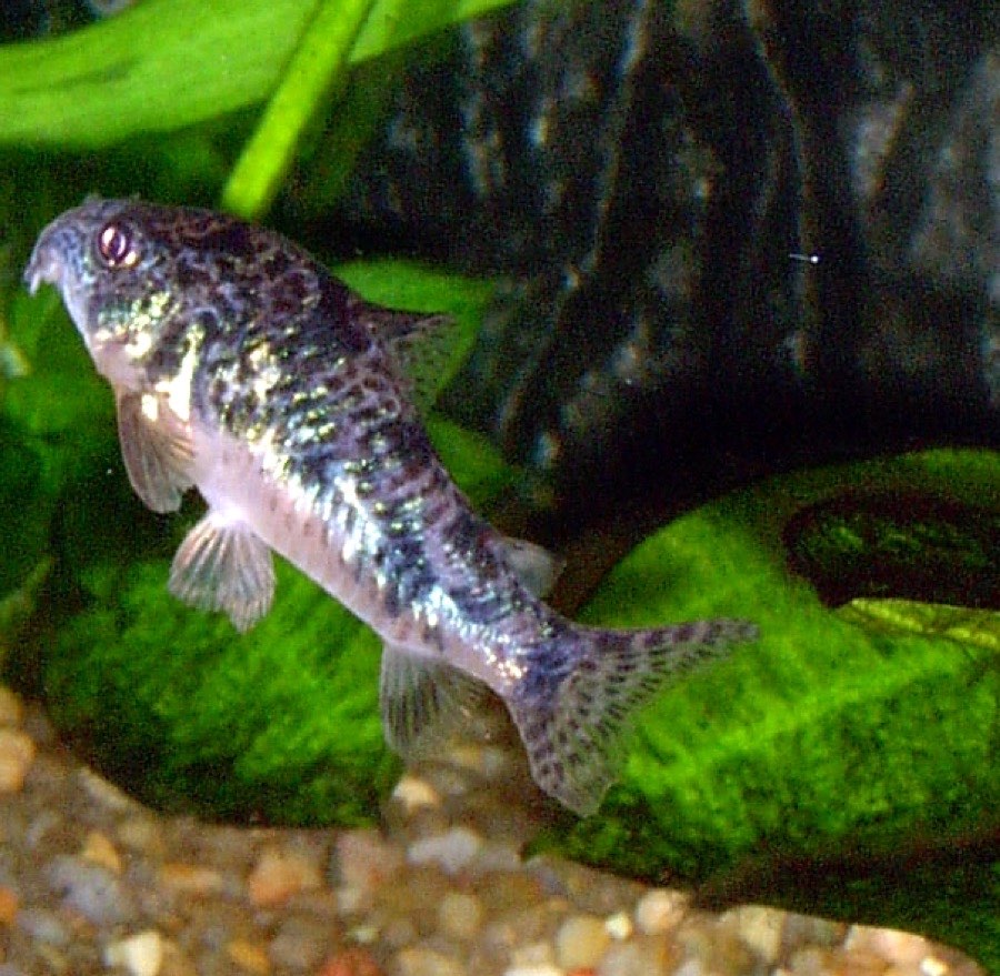 A peppered corydoras resting on a broad green leaf, its pale olive body scattered with irregular dark green-black mottling that forms no stripe, mask or regular grid.