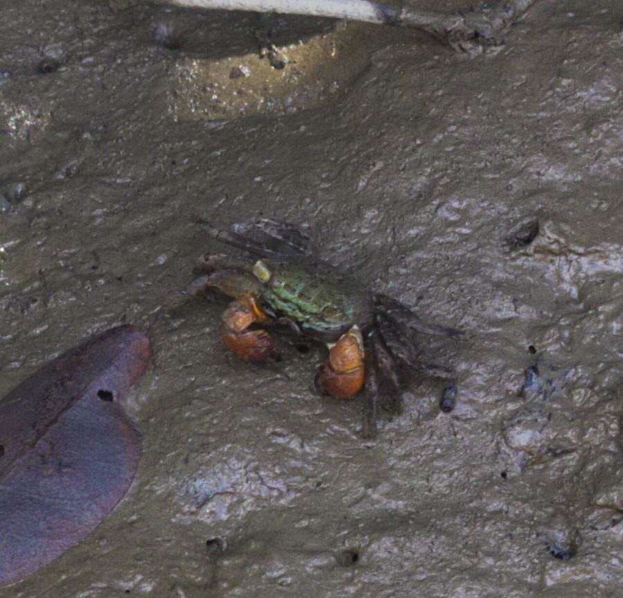 A red claw crab on wet mud at the water's edge, the dark carapace contrasting with bright orange-red claws.