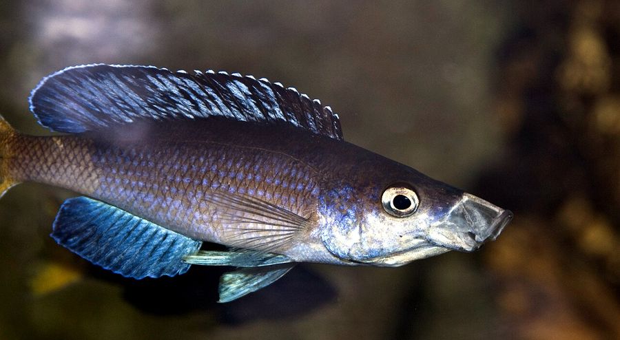 A male sardine cichlid in profile against a dark background, the slender body carrying blue in the ventral fins and a yellow flush along the flank.