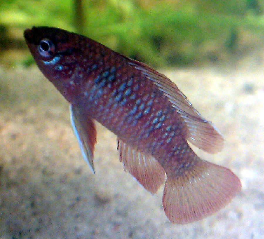 A male scarlet badis over sand, the red body crossed by pale blue-white vertical bars and the fins edged in blue.