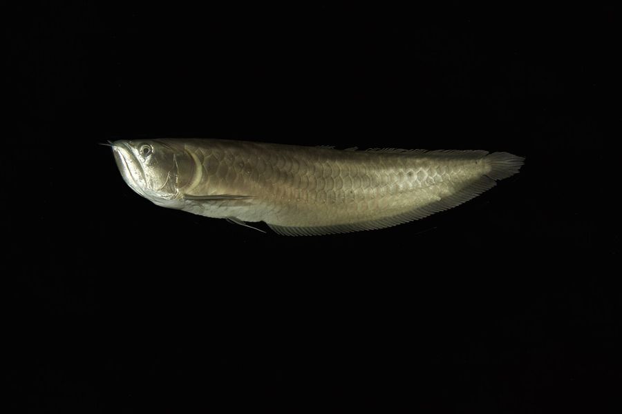 A silver arowana in profile against a dark background, the long metallic body, upturned mouth and the dorsal and anal fins running almost to the tail.