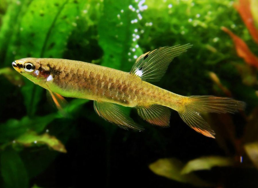 A splash tetra among green plants in profile, showing the pointed snout and the dark blotch on the dorsal fin.