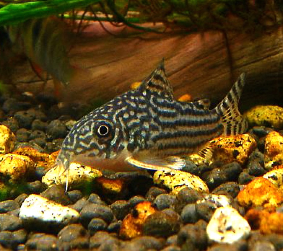 A Sterba's corydoras resting on gravel, its dark head covered in small discrete cream dots and its flanks in fine pale stripes, with orange showing in the pectoral spine.