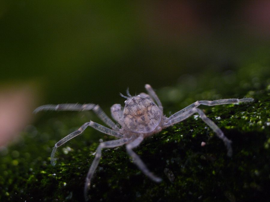 A Thai micro crab standing on dark moss, its translucent body and long slender hair-covered legs spanning far wider than the tiny carapace.