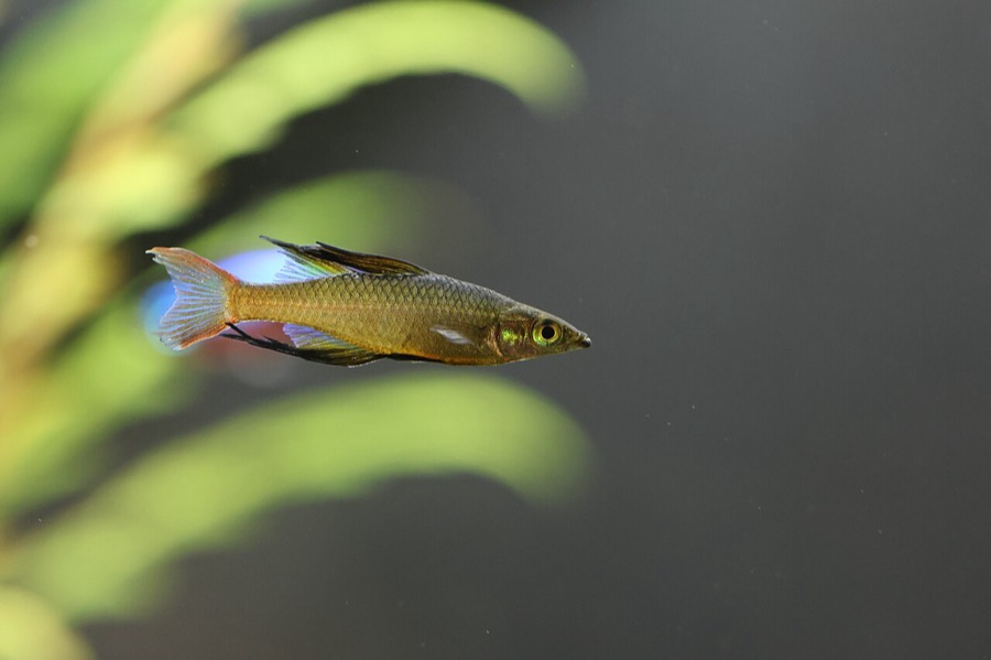 A threadfin rainbowfish suspended in open water, its slender body ending in trailing filamentous fin rays and its caudal fin edged in blue-white.