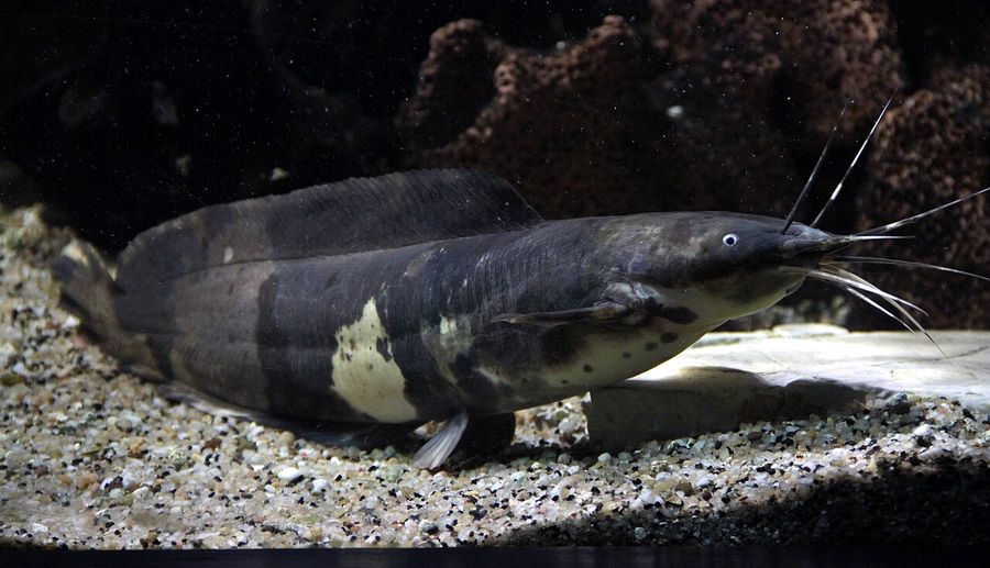 A walking catfish resting on sand, showing the elongated body, the long barbels around the mouth and the pale patch on the flank.
