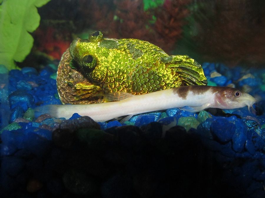 A weather loach on blue substrate beside a paler individual, the elongated body and the ring of barbels around the downturned mouth clearly visible.