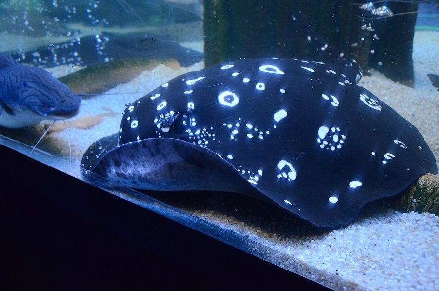 A white-blotched river stingray resting flat on pale sand, the near-black disc covered in rounded white spots.