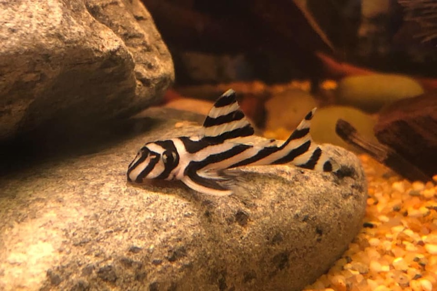 A juvenile zebra pleco resting on a smooth pale stone, its body and fins marked with bold black stripes over white running from the snout to the tail.
